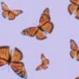 Meet your Posher, Rohia